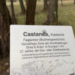 Castanea-Schild