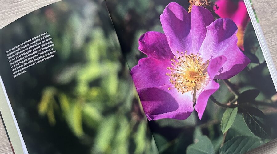 Innenseite des Rosenbuchs